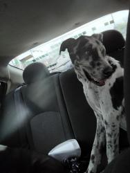 Lost Male Dog last seen Cefco on 64 , Tyler, TX 75704
