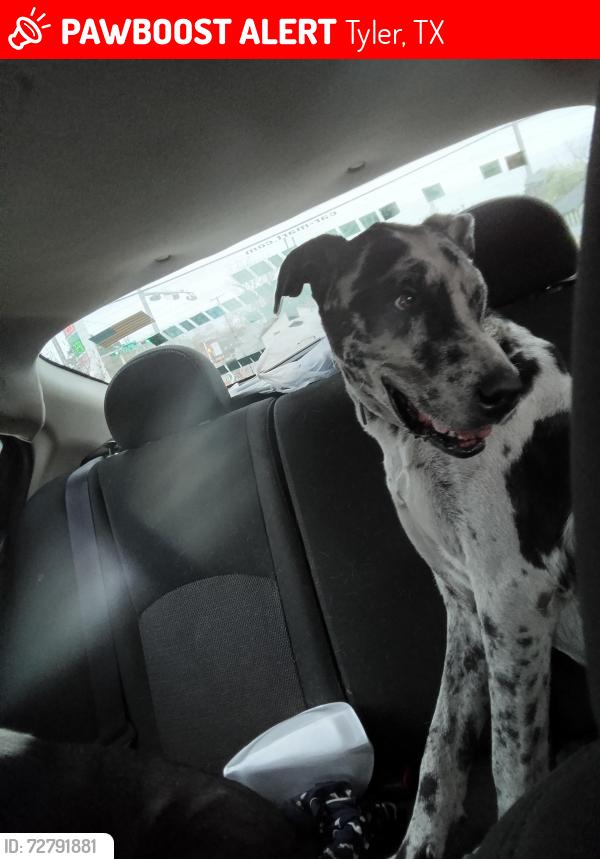 Lost Male Dog last seen Cefco on 64 , Tyler, TX 75704