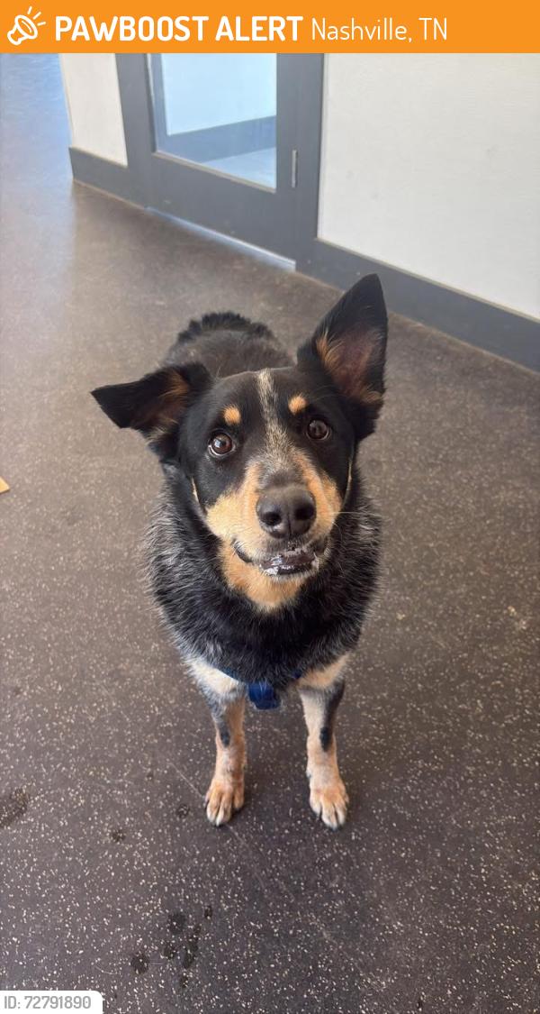 Found/Stray Male Dog last seen Livano Nations apmts , Nashville, TN 37209