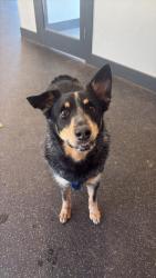 Found/Stray Male Dog last seen Livano Nations apmts , Nashville, TN 37209