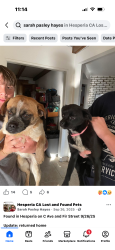 Found/Stray Female Dog last seen C Avenue, Hesperia, CA 92345