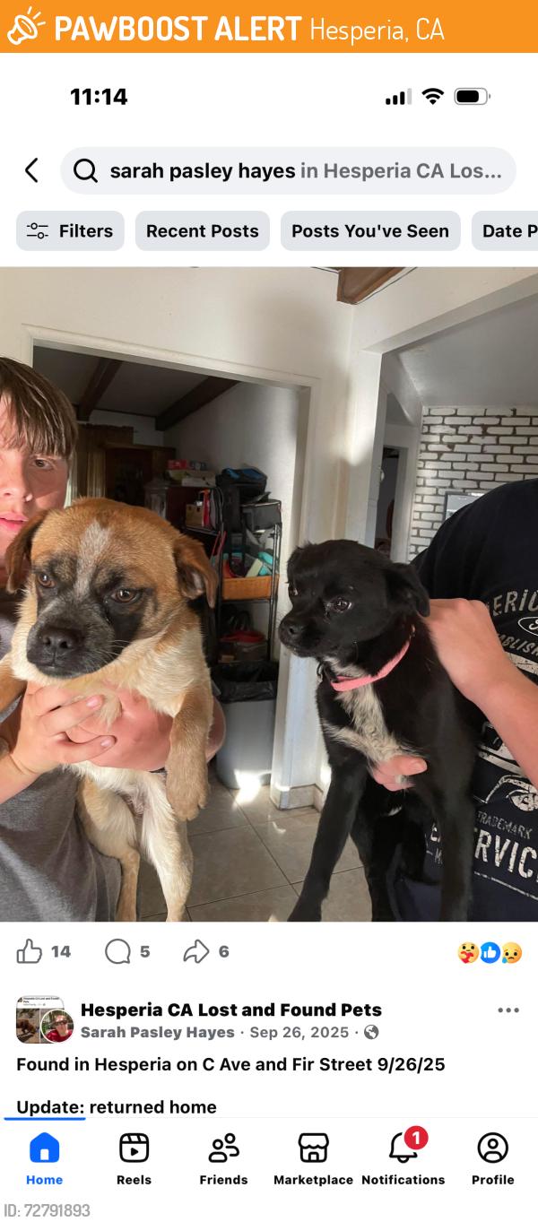 Found/Stray Female Dog last seen C Avenue, Hesperia, CA 92345