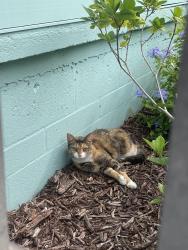 Lost Female Cat last seen bay shore rd, Sarasota, FL 34234