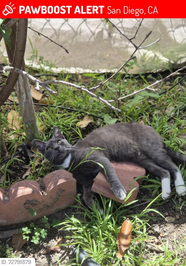 Lost Male Cat last seen Clairemont mesa, San Diego, CA 92117