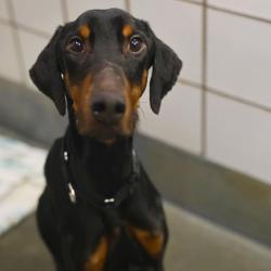 Shelter Stray Male Dog last seen BABCOCK AND HEURRMAN RD, San Antonio, TX 78227