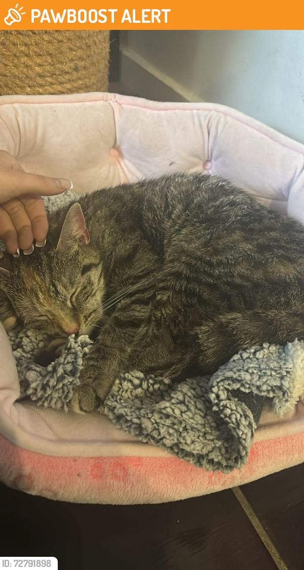 Found/Stray Female Cat last seen Bs169qs, Mangotsfield, England BS16 9QS