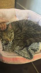 Found/Stray Female Cat last seen Bs169qs, Mangotsfield, England BS16 9QS