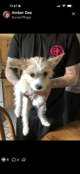 Lost Female Dog last seen 97th and Lowell , Westminster, CO 80021