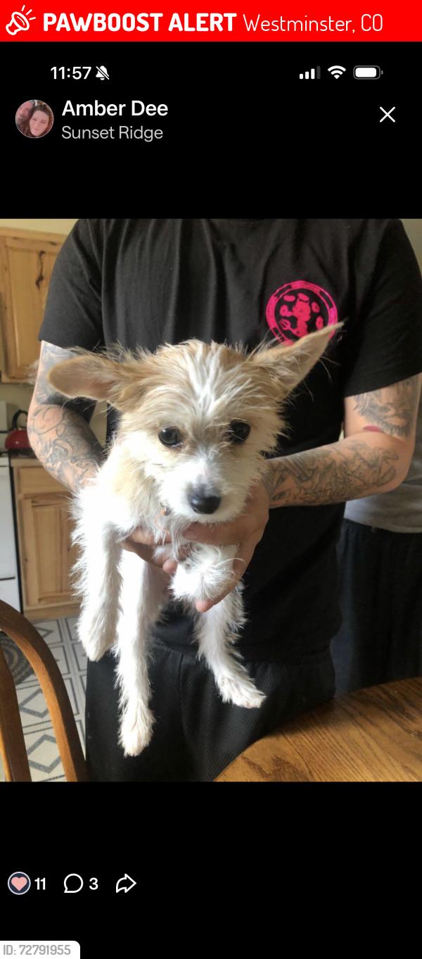 Lost Female Dog last seen 97th and Lowell, Westminster, CO 80021