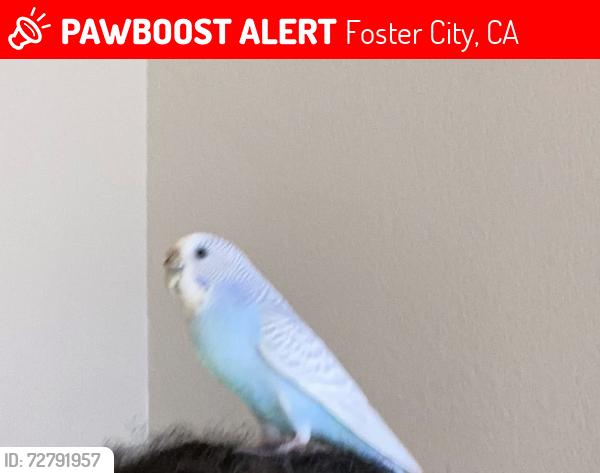 Lost Female Bird last seen Bounty drive, fosters landing apmts , Foster City, CA 94404