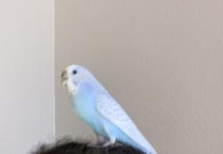 Lost Female Bird last seen Bounty drive, fosters landing apmts , Foster City, CA 94404