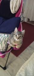 Reunited Female Cat last seen Juliustown road, Browns Mills, NJ, Pemberton Township, NJ 08562