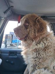 Lost Male Dog last seen Murphy flt Rd /Hwy 78, Murphy, ID 83650