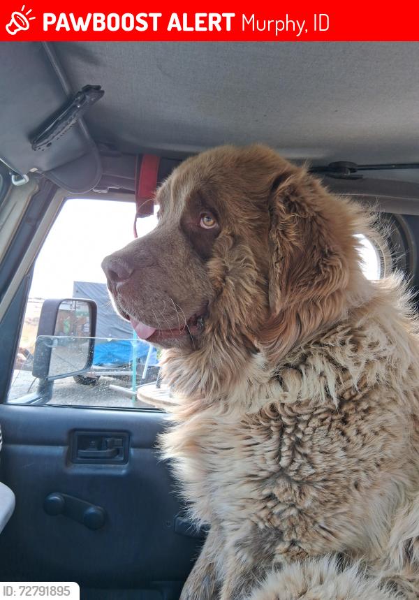 Lost Male Dog last seen Murphy flt Rd /Hwy 78, Murphy, ID 83650