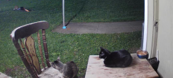 Found/Stray Female Cat last seen 42nd street kansas city kansas , Kansas City, KS 66106
