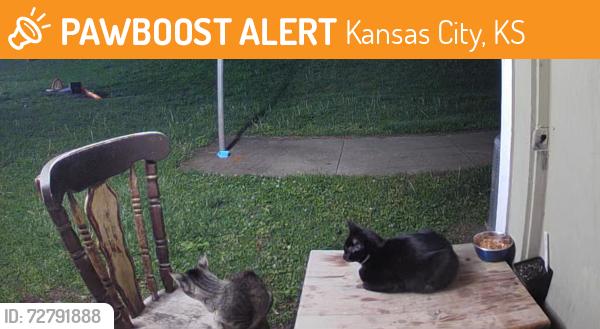 Found/Stray Female Cat last seen 42nd street kansas city kansas , Kansas City, KS 66106