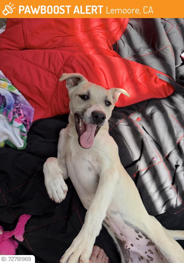 Found/Stray Male Dog last seen Jersey and 17th, Lemoore, CA 93245