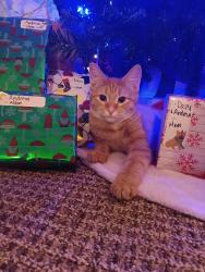 Lost Female Cat last seen Iles funeral , Des Moines, IA 50322