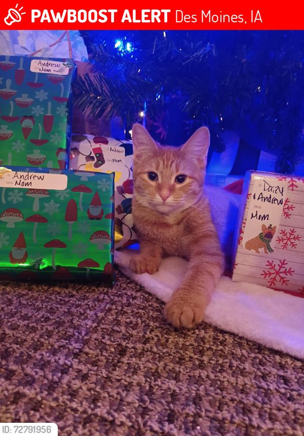 Lost Female Cat last seen Iles funeral , Des Moines, IA 50322