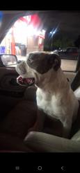 Lost Female Dog last seen Twenty third street by hill park, Independence, MO 64052