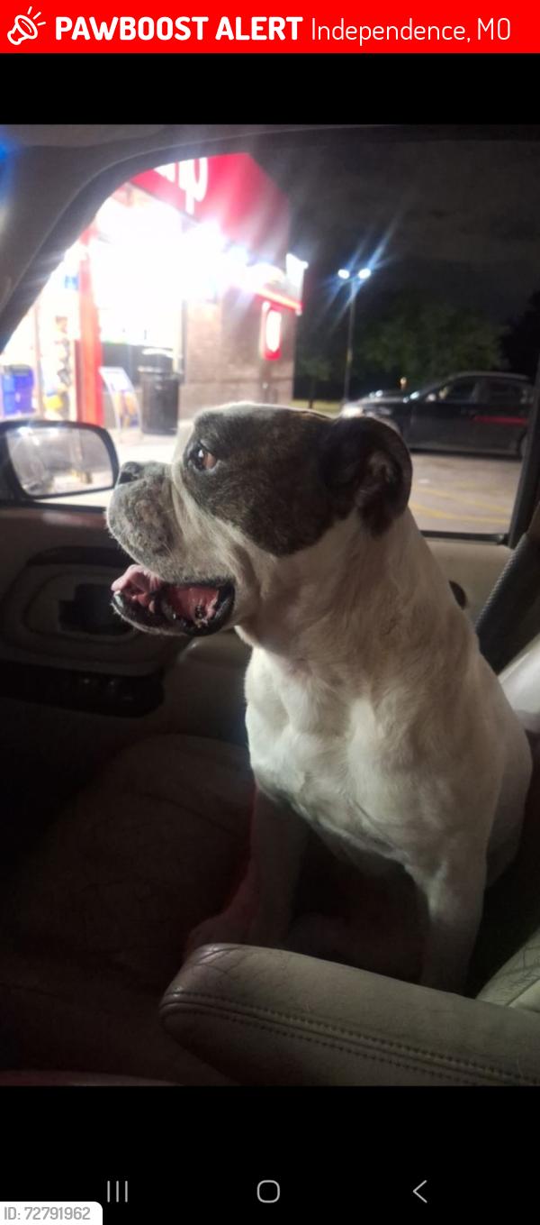 Lost Female Dog last seen Twenty third street by hill park, Independence, MO 64052