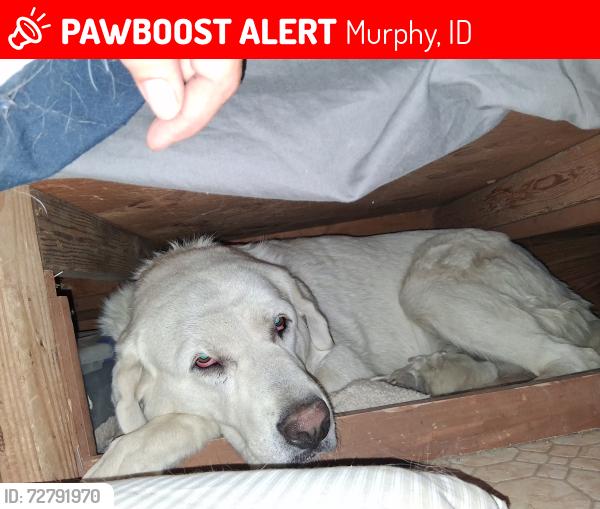 Lost Female Dog last seen Murphy flt Rd/Hwy 78, Murphy, ID 83650