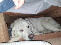 Lost Female Dog last seen Murphy flt Rd/Hwy 78, Murphy, ID 83650