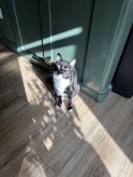 Lost Female Cat last seen North Pole loop NE and Nome Dr. , Rio Rancho, NM 87144