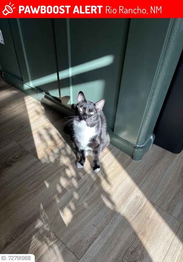 Lost Female Cat last seen North Pole loop NE and Nome Dr. , Rio Rancho, NM 87144