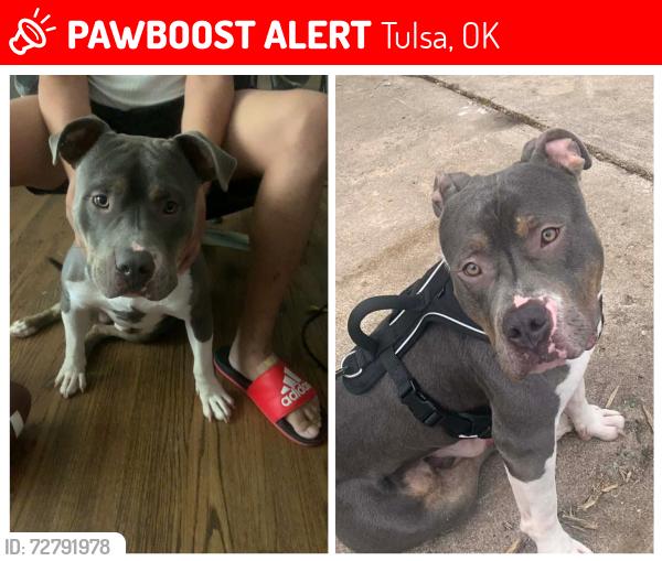 Lost Male Dog last seen 129th and 31st, Tulsa, OK 74129