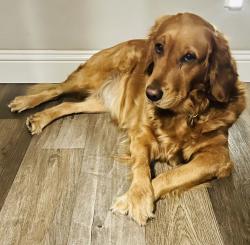 Lost Female Dog last seen Near and 1173 in krum , Krum, TX 76249