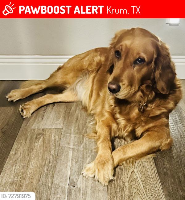 Lost Female Dog last seen Near and 1173 in krum , Krum, TX 76249