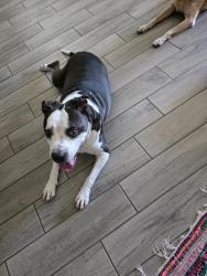 Lost Female Dog last seen 61st Ave and Olive/Northern, Glendale, AZ 85302