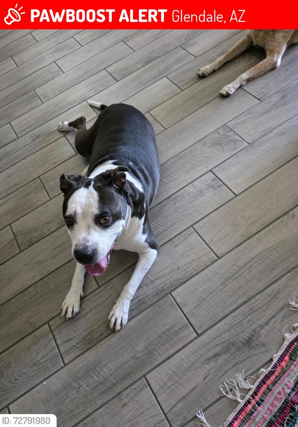 Lost Female Dog last seen 61st Ave and Olive/Northern, Glendale, AZ 85302