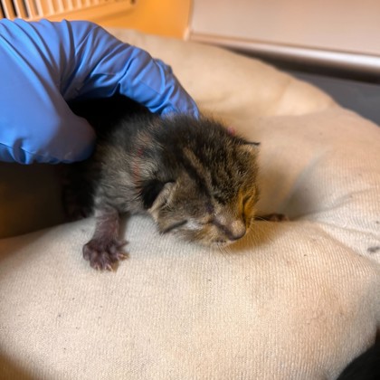 Shelter Stray Female Cat last seen East Rock Prairie Dr/ William D Fitch Pkwy, City of College Station, TX, 5359 Leonard Rd, Bryan, TX 77807, USA