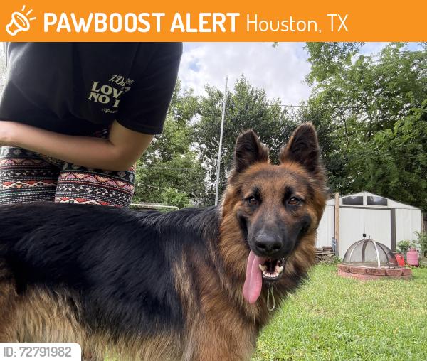 Found/Stray Male Dog last seen the drainage ditch that bisects shadowdale , Houston, TX 77043