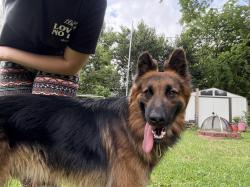 Found/Stray Male Dog last seen the drainage ditch that bisects shadowdale , Houston, TX 77043