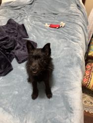 Found/Stray Unknown Dog last seen Near East Yager Lane, Austin, TX, Austin, TX 78753