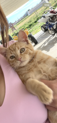 Lost Male Cat last seen BearValley rd, Hesperia, CA 92345