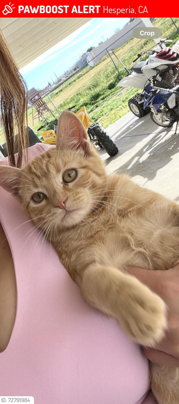 Lost Male Cat last seen BearValley rd, Hesperia, CA 92345