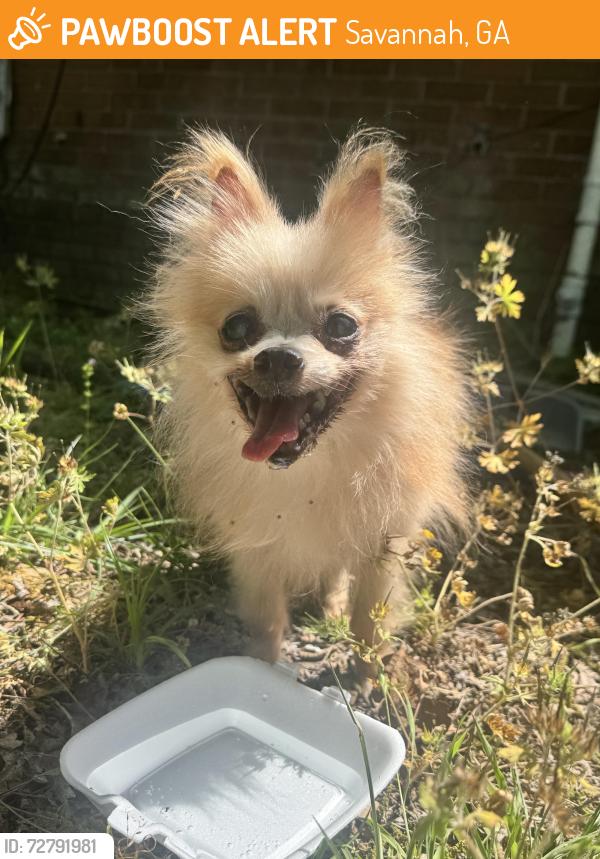 Found/Stray Male Dog last seen Near E Fairmont Ave and Waters Ave, Savannah, GA, Savannah, GA 31406