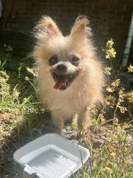 Found/Stray Male Dog last seen Near E Fairmont Ave and Waters Ave, Savannah, GA, Savannah, GA 31406