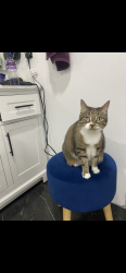 Lost Female Cat last seen University ave, Des Moines, IA 50317