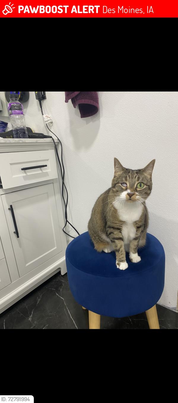 Lost Female Cat last seen University ave, Des Moines, IA 50317