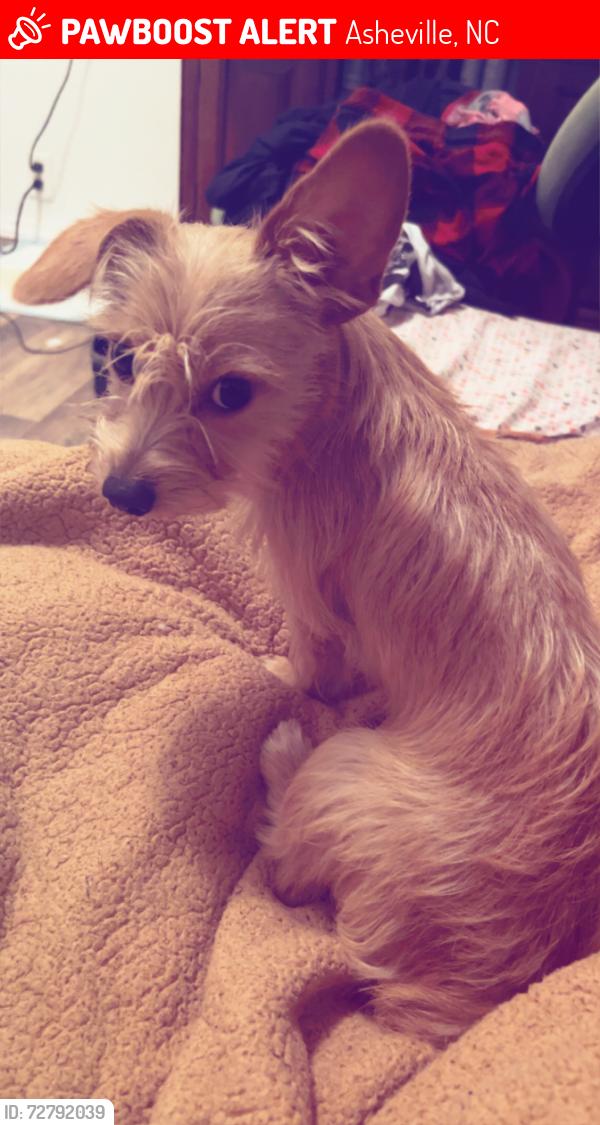 Lost Female Dog last seen Sulphur Springs Rd Asheville, NC  28806 United States, Asheville, NC 28806