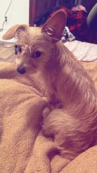 Lost Female Dog last seen Sulphur Springs Rd Asheville, NC  28806 United States, Asheville, NC 28806