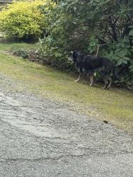 Found/Stray Unknown Dog last seen 44th street - up the street from MI library , Mercer Island, WA 98040