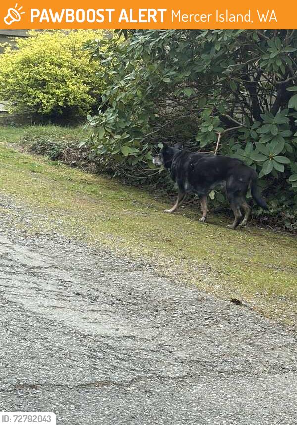 Found/Stray Unknown Dog last seen 44th street - up the street from MI library , Mercer Island, WA 98040