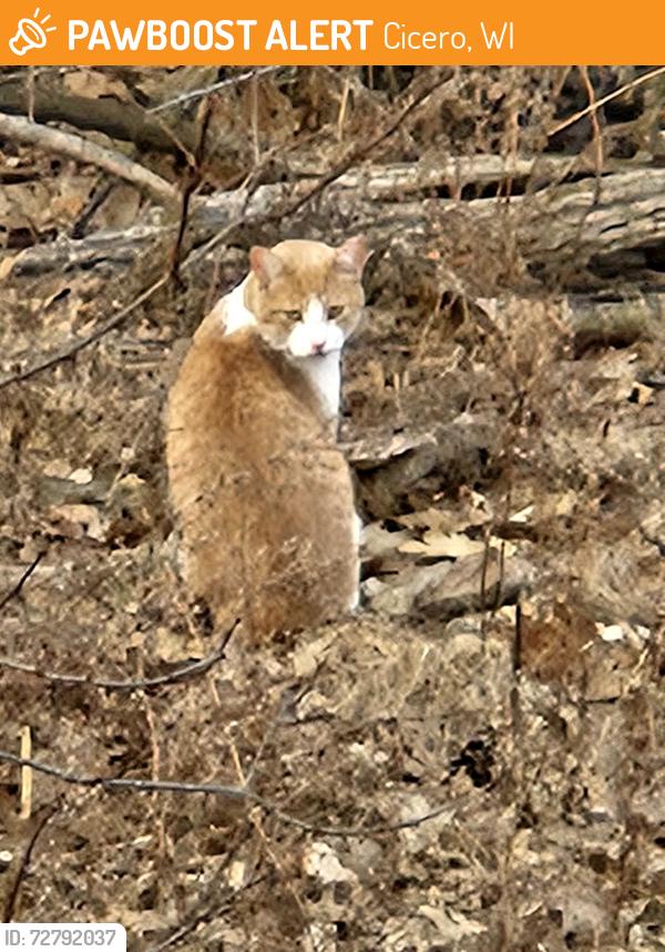 Found/Stray Male Cat last seen Old highway 47, Cicero, WI 54106