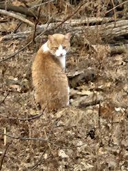 Found/Stray Male Cat last seen Old highway 47, Cicero, WI 54106